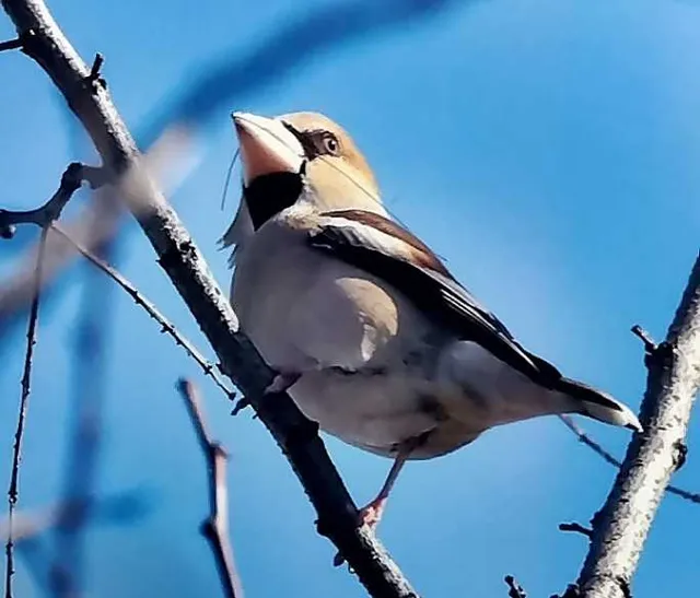 野鳥の写真