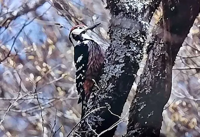 野鳥の写真