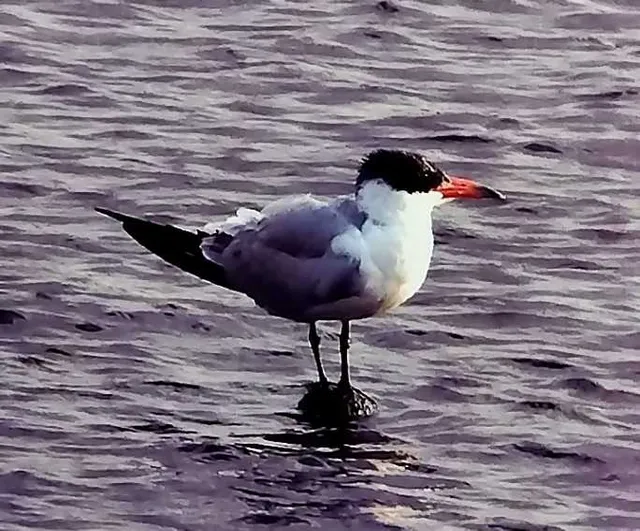 野鳥の写真