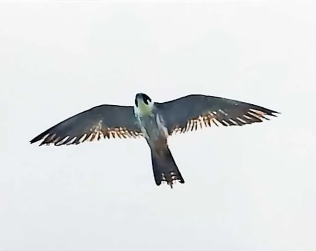 Species Image