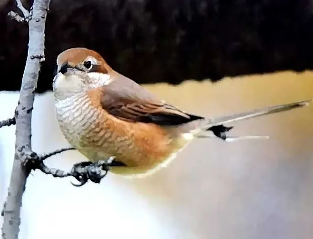 野鳥の写真