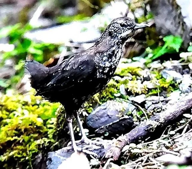 野鳥の写真