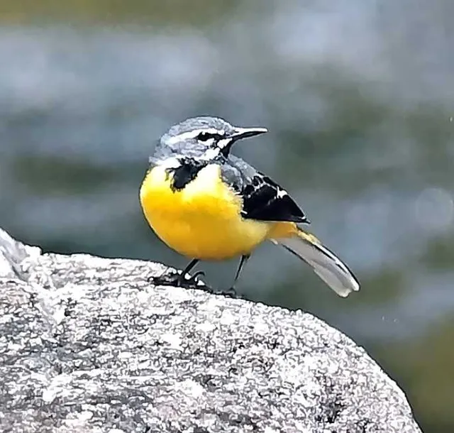 野鳥の写真