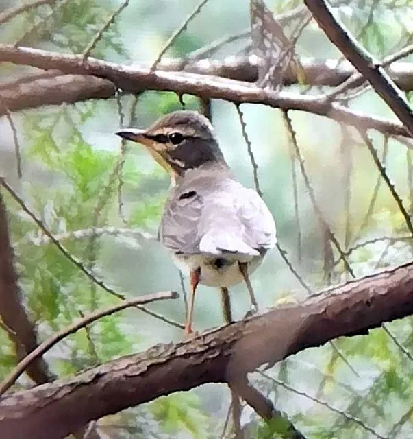 野鳥の写真