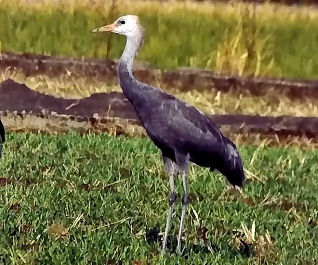 野鳥の写真