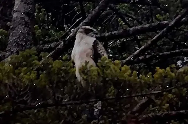 野鳥の写真