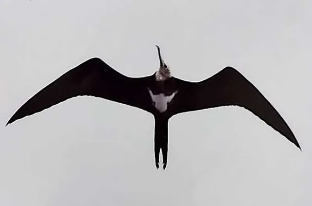 野鳥の写真
