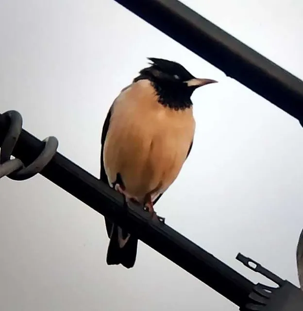 Species Image