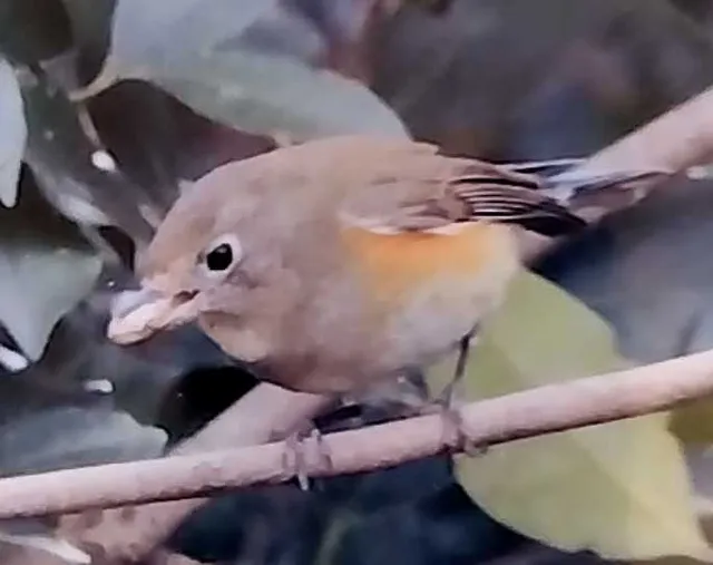 Species Image