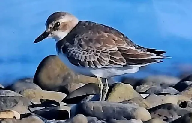 野鳥の写真