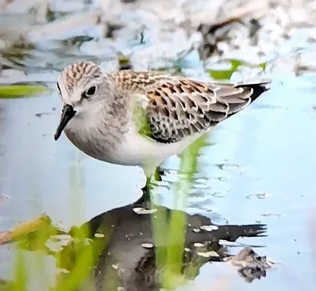 野鳥の写真