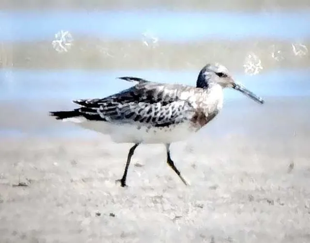野鳥の写真