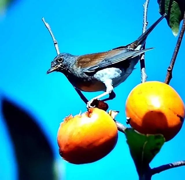 野鳥の写真