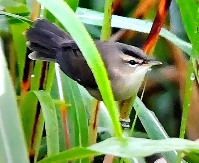 野鳥の写真