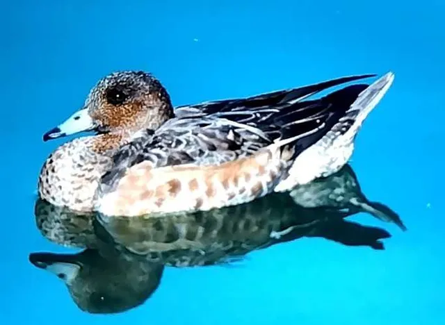 野鳥の写真
