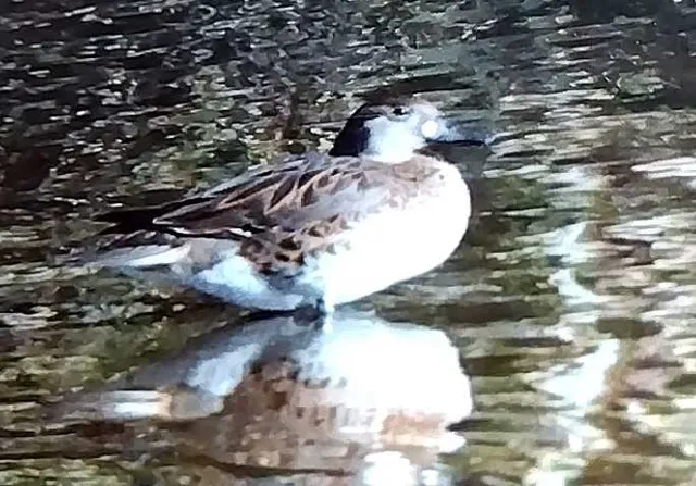 野鳥の写真