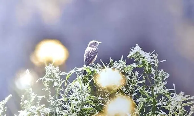 野鳥の写真