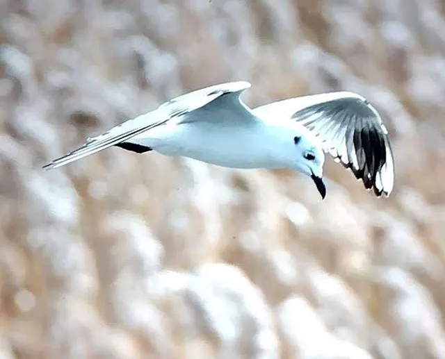 野鳥の写真