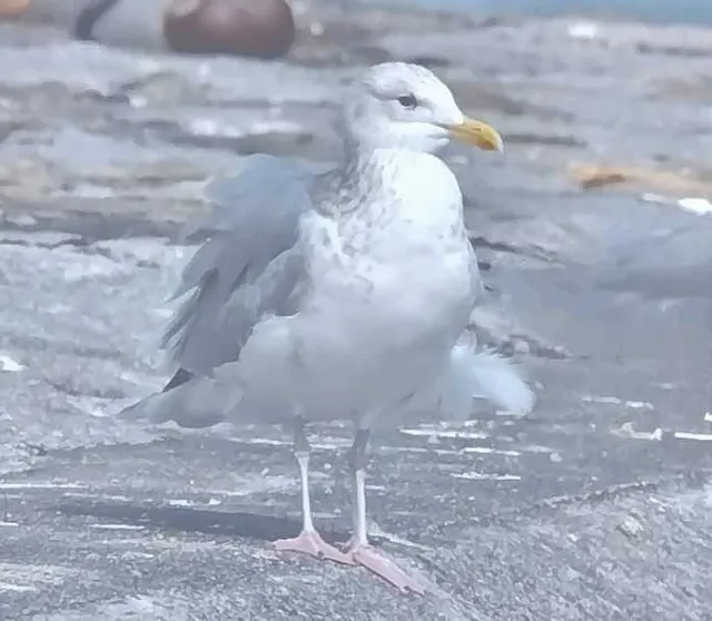 野鳥の写真