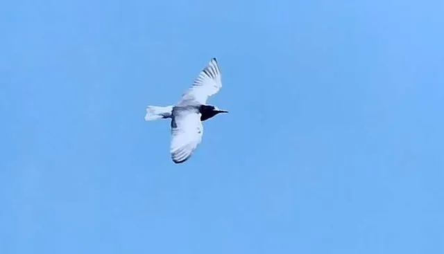野鳥の写真