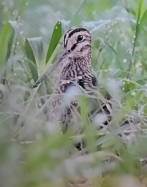 Species Image
