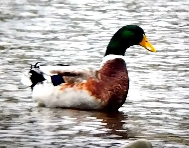 野鳥の写真
