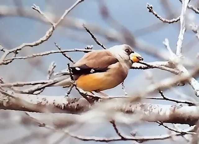 野鳥の写真
