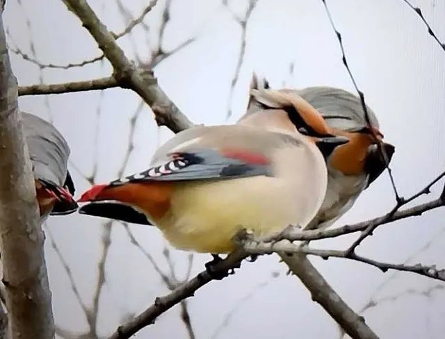 野鳥の写真