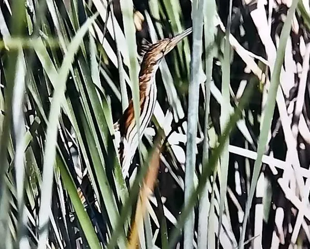 野鳥の写真
