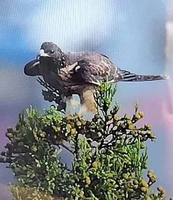野鳥の写真