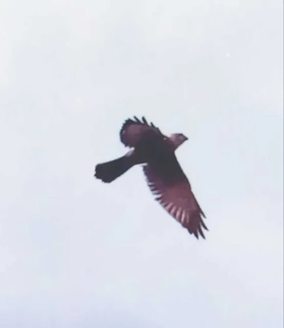 Species Image