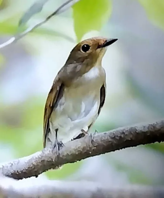 野鳥の写真