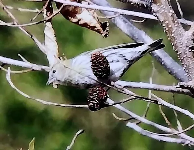野鳥の写真