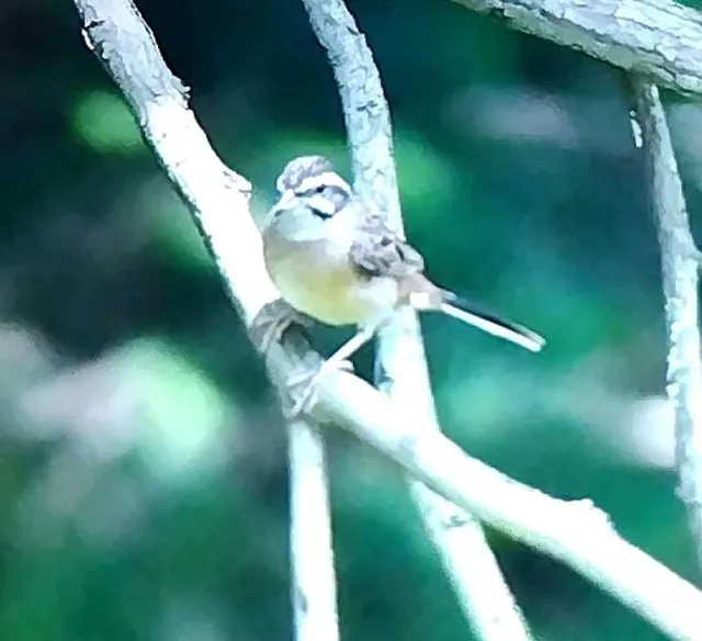 野鳥の写真