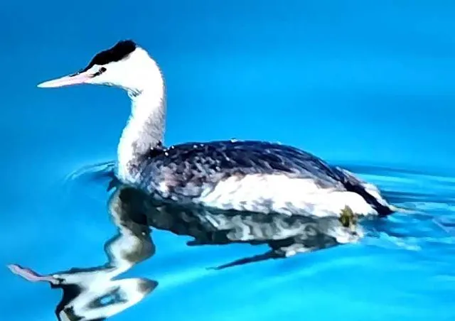 野鳥の写真