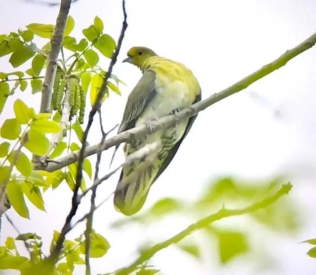 野鳥の写真