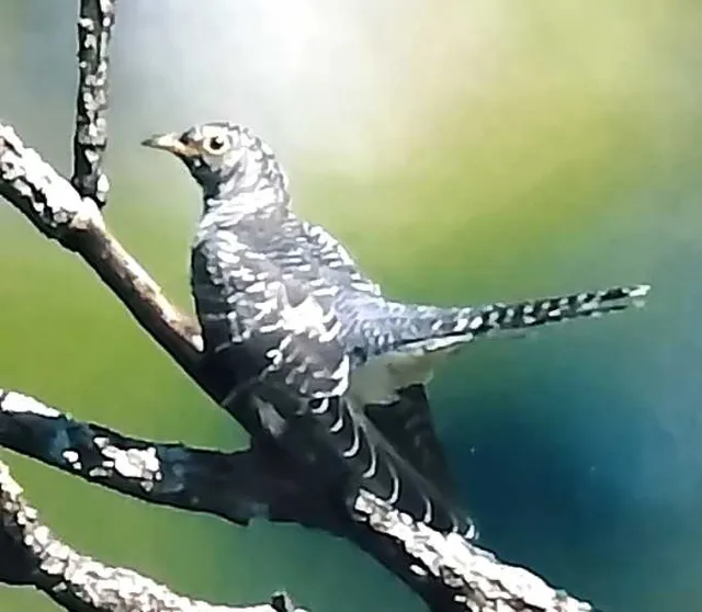野鳥の写真