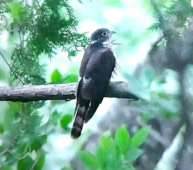 野鳥の写真