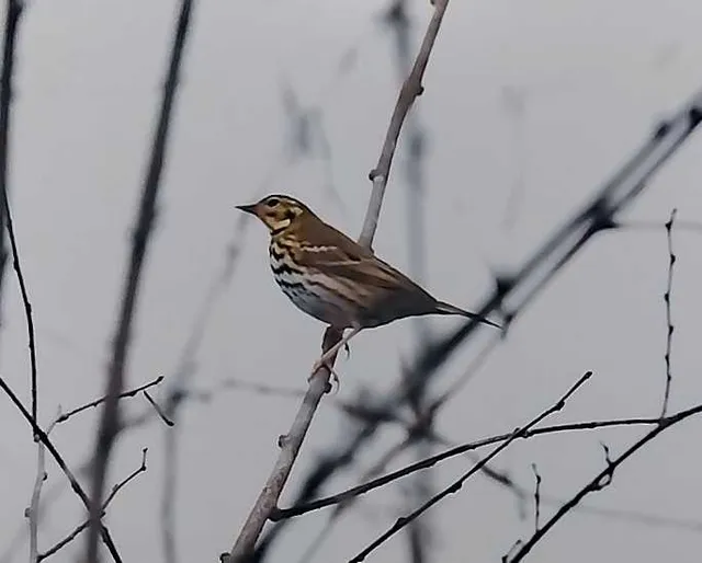 野鳥の写真