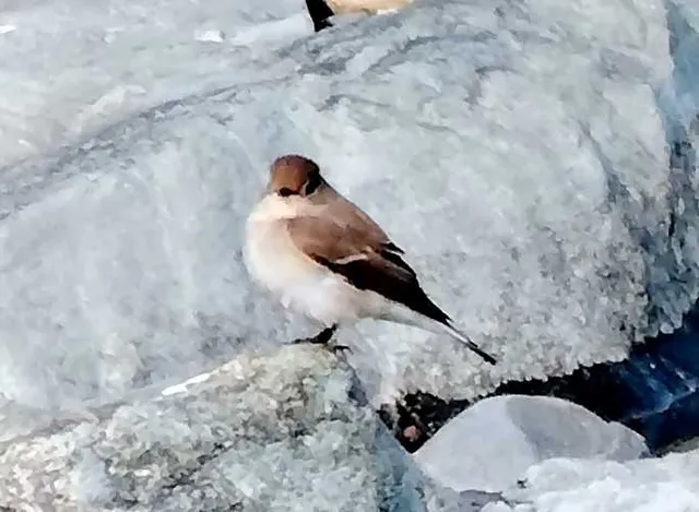 野鳥の写真