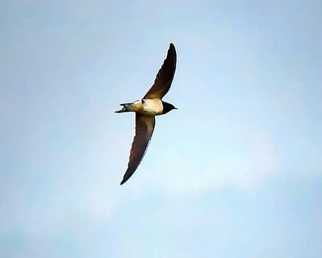 野鳥の写真