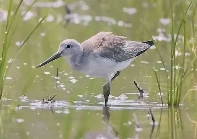 Species Image