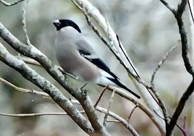 野鳥の写真