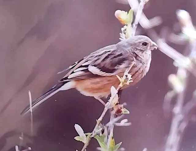 野鳥の写真