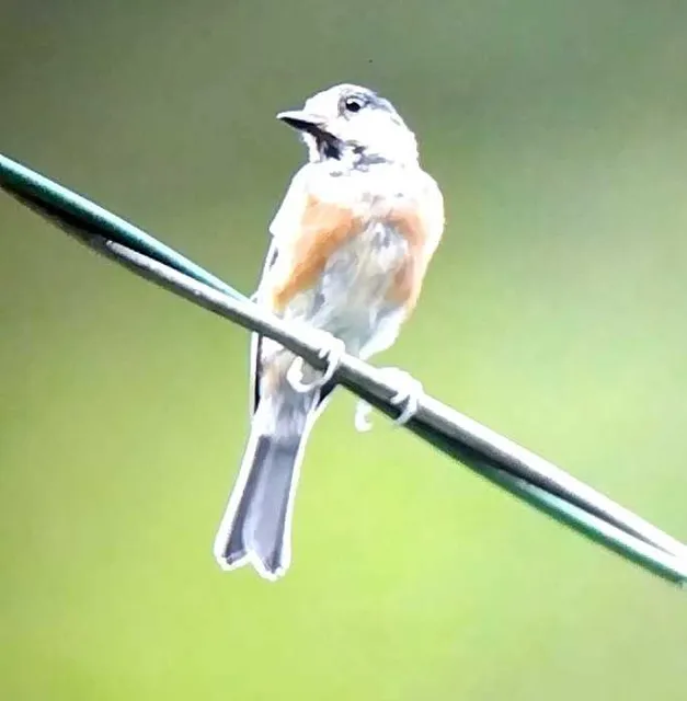 野鳥の写真