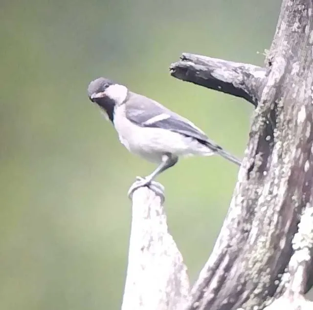 Species Image
