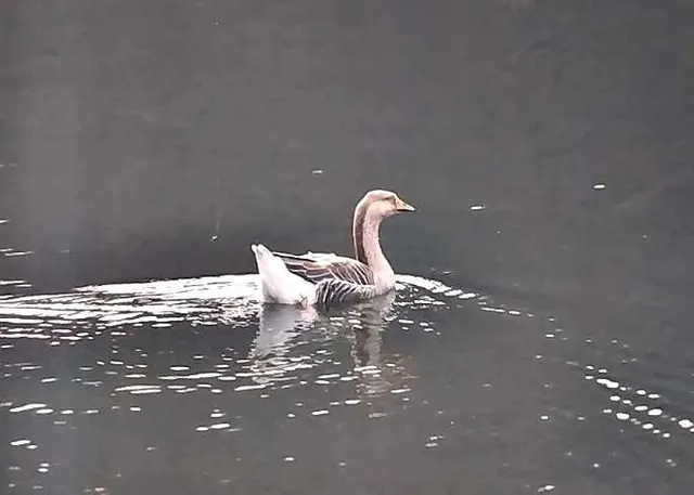 Species Image