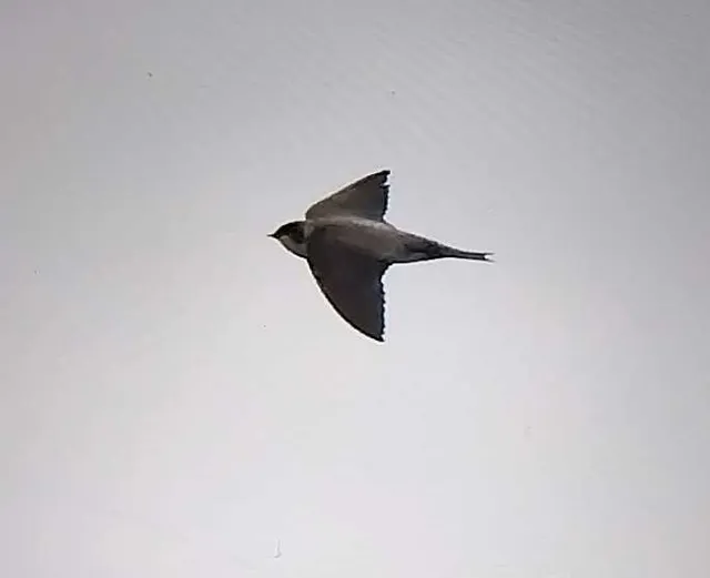 野鳥の写真