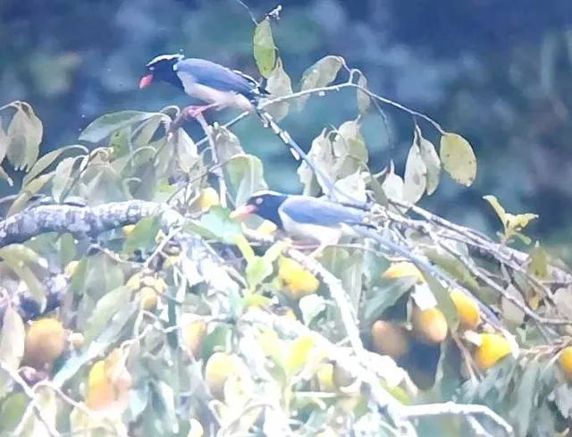 Species Image