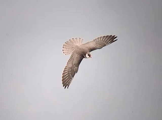 Species Image